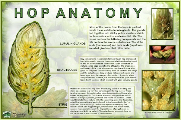 Hop anatomy