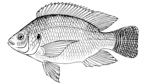 nile tilapia